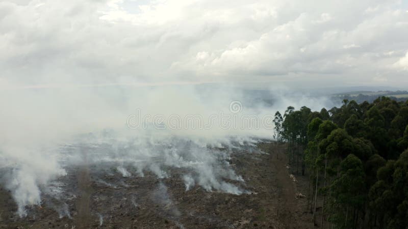 Incendie contrôlé dans une forêt. haute qualité