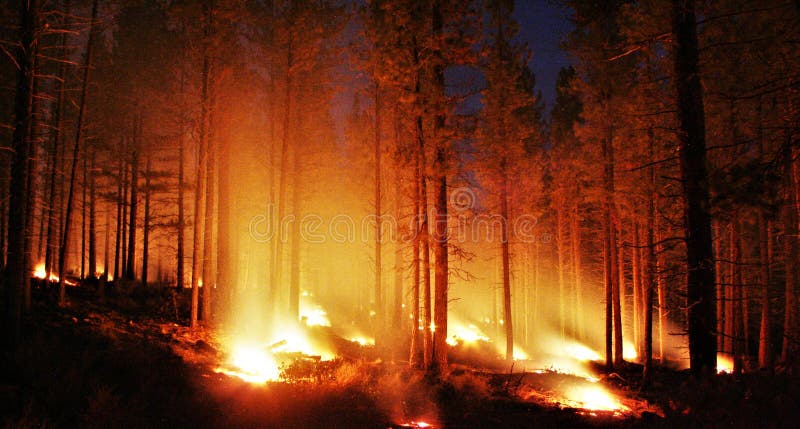 Incendio forestale d'ardore immagine stock