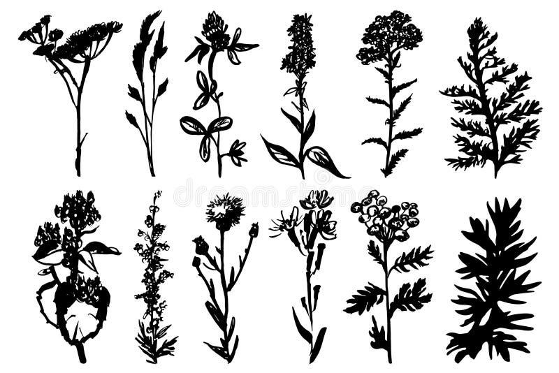 Inchiostro nero delle erbe selvagge, royalty illustrazione gratis Inchiostro nero delle erbe selvagge, royalty illustrazione gratis