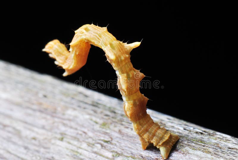 Photograph, Inch Worm Mimicking Twig