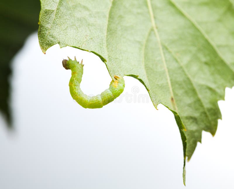 Inchworm under birch leaf royalty free stock images