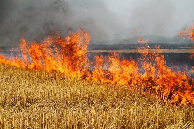 Incineration of straw