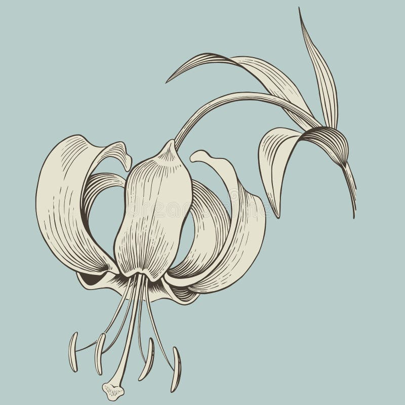 Incisione del fiore del giglio o illustrazione dell'inchiostro. Vettore illustrazione vettoriale Incisione del fiore del giglio o illustrazione dell'inchiostro. Vettore illustrazione vettoriale