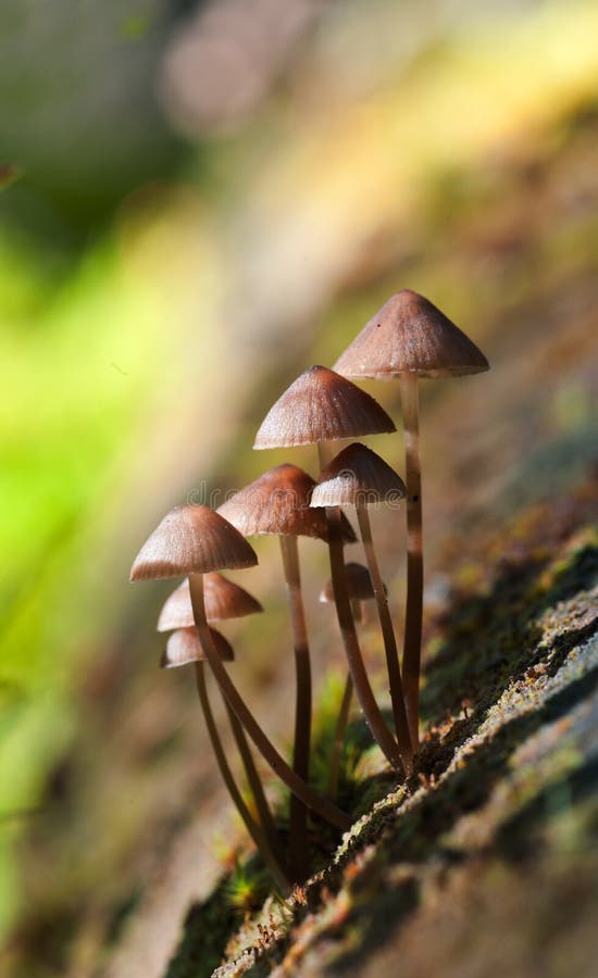 Clustered bonnet (Mycena inclinata) on the tree. Clustered bonnet (Mycena inclinata) on the tree