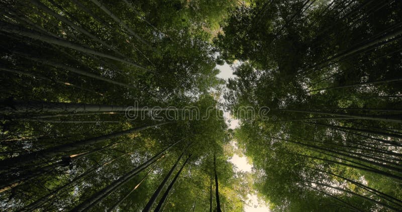 Inclinazione di bambù della foresta di Kyoto sui