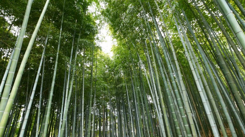 Incline acima da vista da floresta de bambu, Arashiyama, Kyoto, Japão