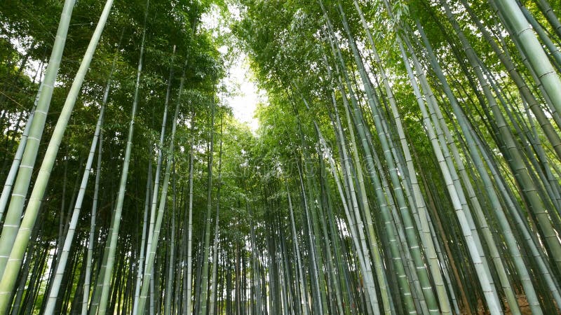 Inclini sulla vista della foresta di bambù, Arashiyama, Kyoto, Giappone