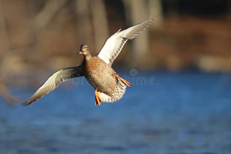 Incoming Mallard Duck in Flight