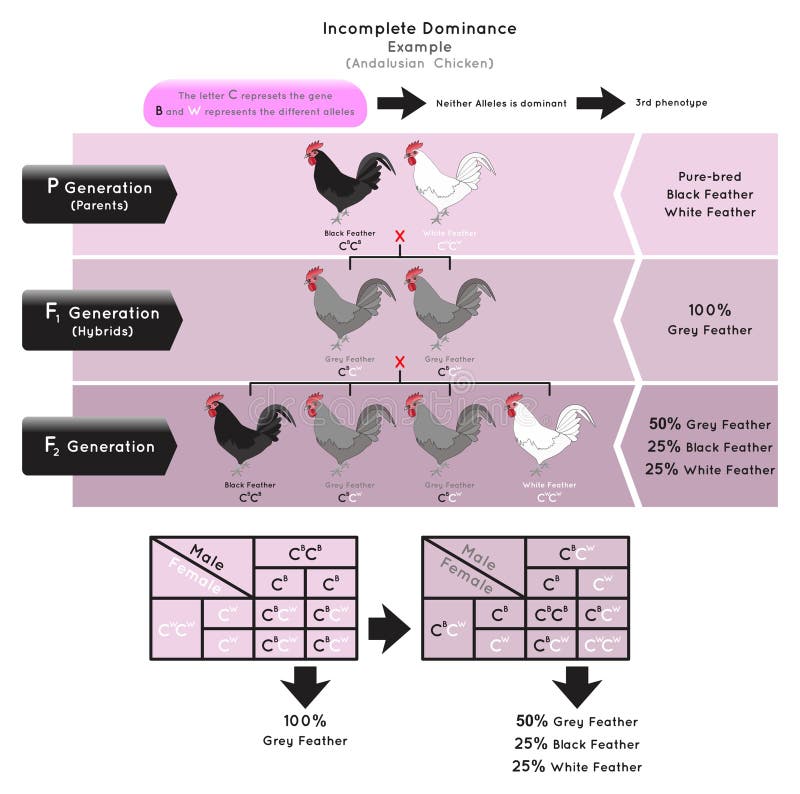 Incomplete Dominance Infographic Diagram example andalusian chicken
