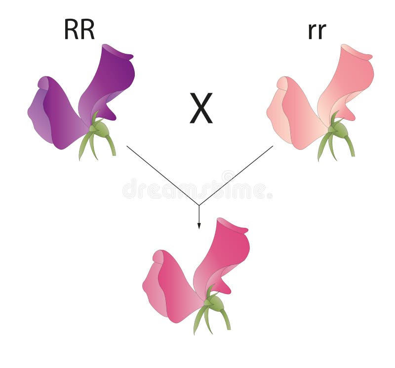 Incomplete dominance. Plant phenotype illustration