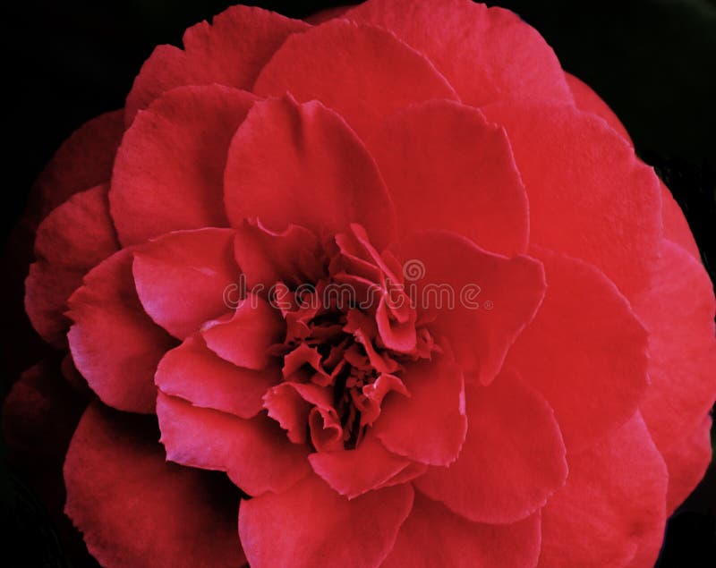 Increíble Camellia Camellia Japonica Roja Hermosa Conocida Como Camellia  Común O Camellia Japonesa Sobre Fondo Negro. Imagen de archivo - Imagen de  follaje, amor: 224288129