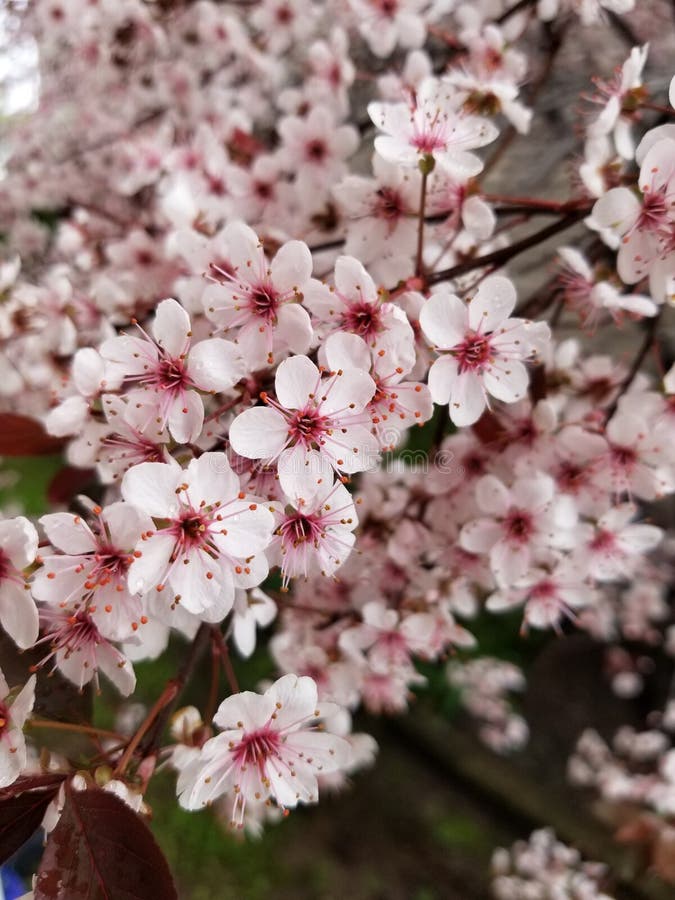 Incredibly beautiful flowers i just caught at the house stock image Incredibly beautiful flowers i just caught at the house stock image