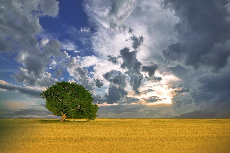 Beautiful Nature.Art Photography.Creative Background.Colorful Summer Landscape.Blue Sky,clouds.Panorama,tree.Summertime,sunset.