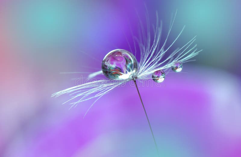 Beautiful Violet Nature Background.Art Photography.Floral Design.Colorful Abstract Macro.Water Drop.Relaxation.Flowers.Wallpaper.