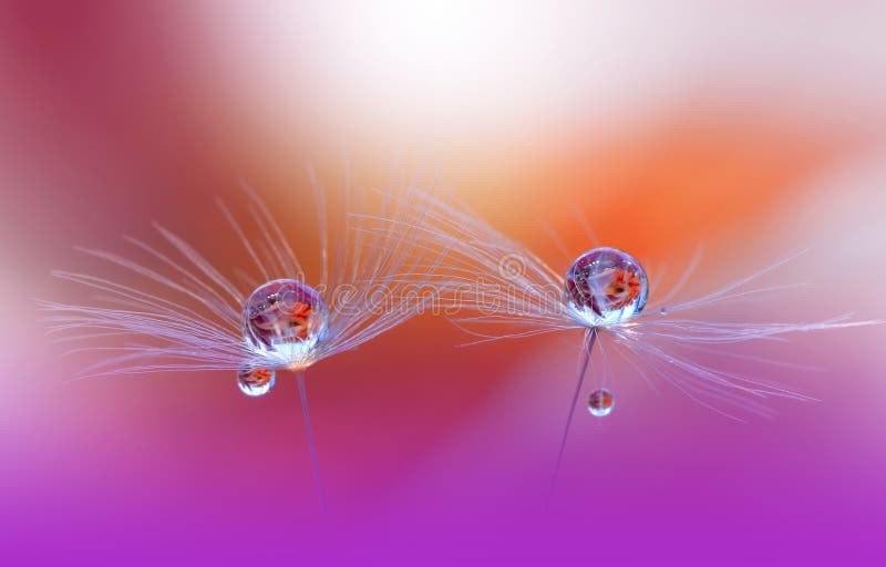 Spring nature blossom web banner or header.Abstract macro photo.Artistic Background.Fantasy design.Colorful Wallpaper.Dandelion. stock photography Spring nature blossom web banner or header.Abstract macro photo.Artistic Background.Fantasy design.Colorful Wallpaper.Dandelion. stock photography