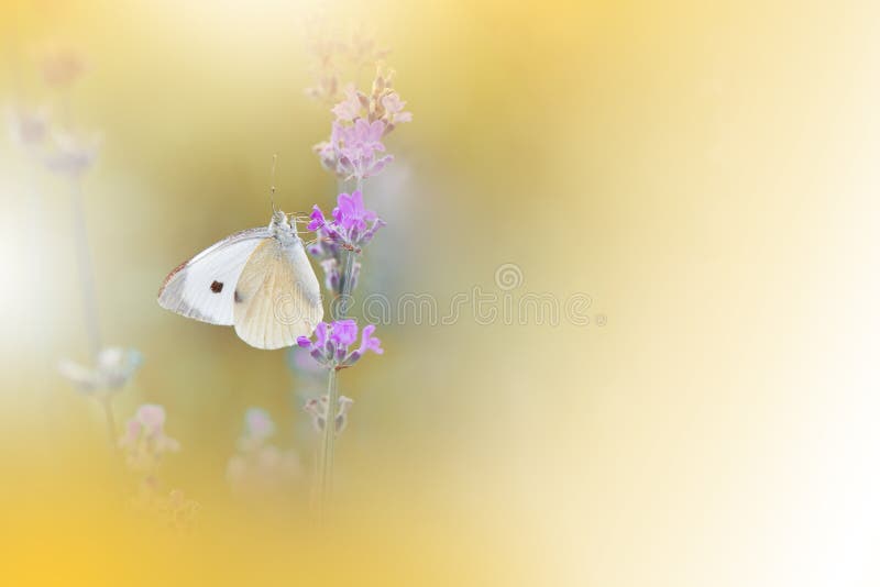 1,926 Butterfly Flowers Design Wallpaper Stock Photos - Free & Royalty-Free Stock Photos from Dreamstime 1,926 Butterfly Flowers Design Wallpaper Stock Photos - Free & Royalty-Free Stock Photos from Dreamstime