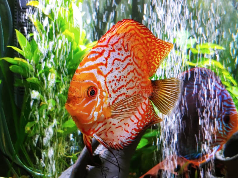 Incrível foto de peixe de disco olhando diretamente para a câmera tirando bolhas de fundo folhas de parede plantas de papel de par