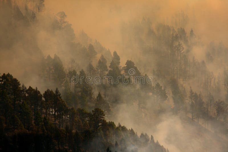 Incêndio na floresta imagem de stock royalty free Incêndio na floresta imagem de stock royalty free