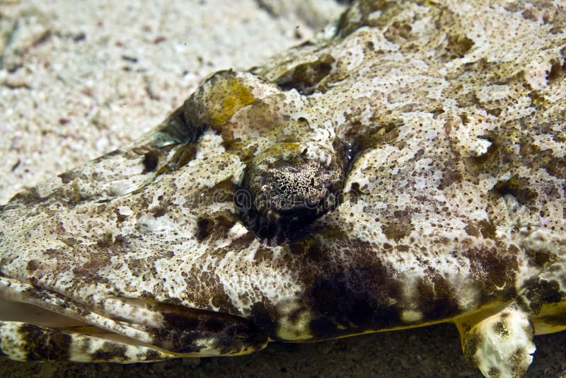 Indean ocean crocodilefish (papilloculiceps longic