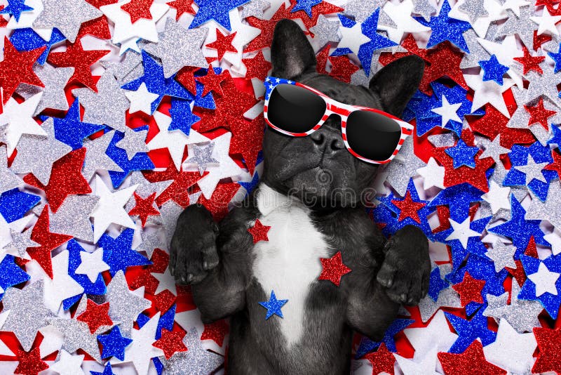Independence day 4th of july dog royalty free stock image Independence day 4th of july dog royalty free stock image
