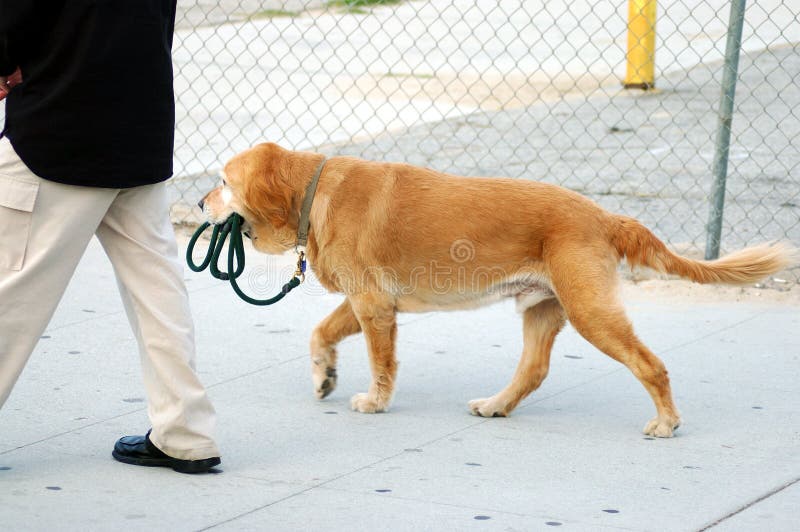 El perro afuera su hombre.