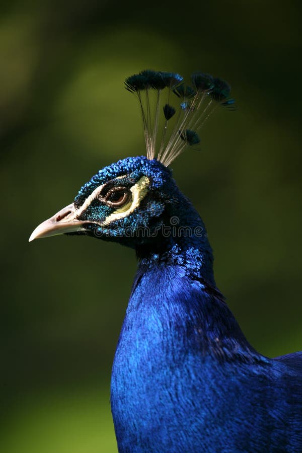 India Blue Peafowl stock image