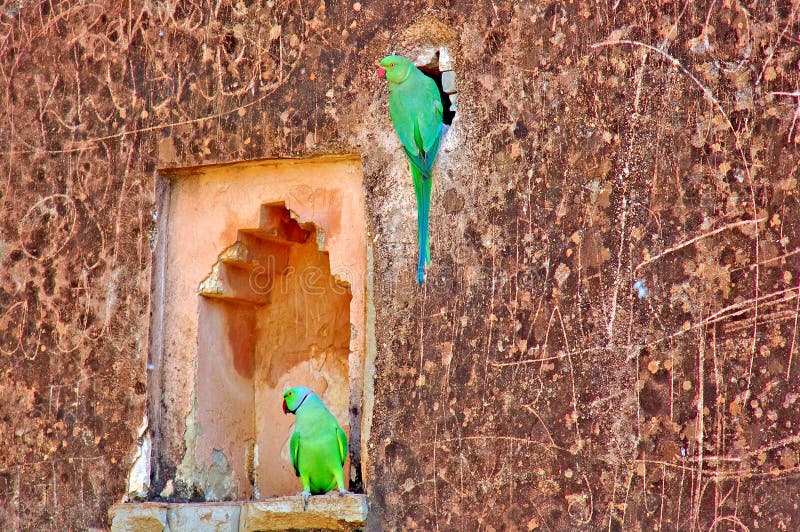 India, Chittorgarh: parakeets