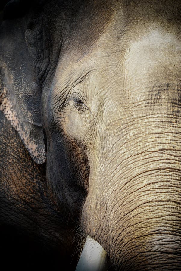 India Elephant and Stongest Wildlife Animal Looking at Camera Stock Photo - Image of india, african: 145997090 India Elephant and Stongest Wildlife Animal Looking at Camera Stock Photo - Image of india, african: 145997090
