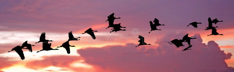 India, Flock of cranes at sunset: Vector