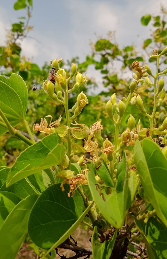 India Forest Tree and Flowers with Honey Bee on it stock image