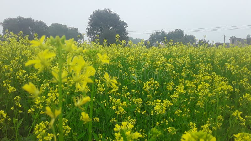 India Haryana Farmer in Field Yellow Flowers Stock Photo - Image of india,  nice: 168780986