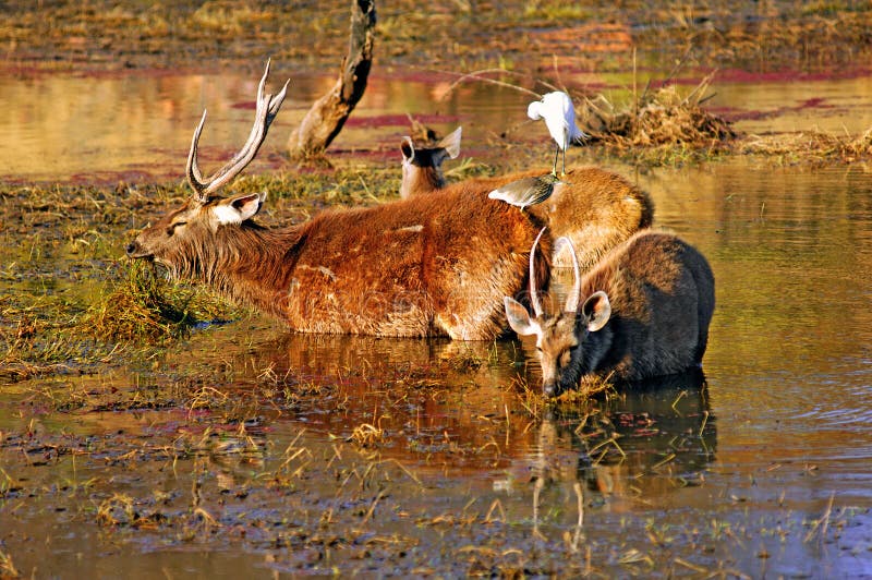 India, Ranthambore: Deers