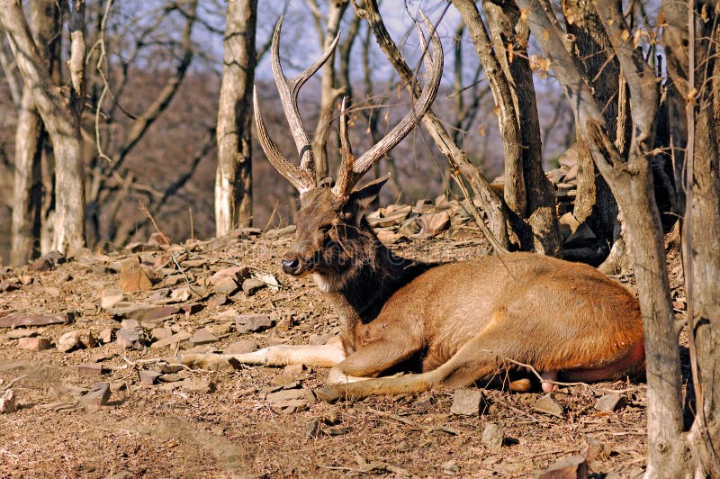 India, Ranthambore: Deers