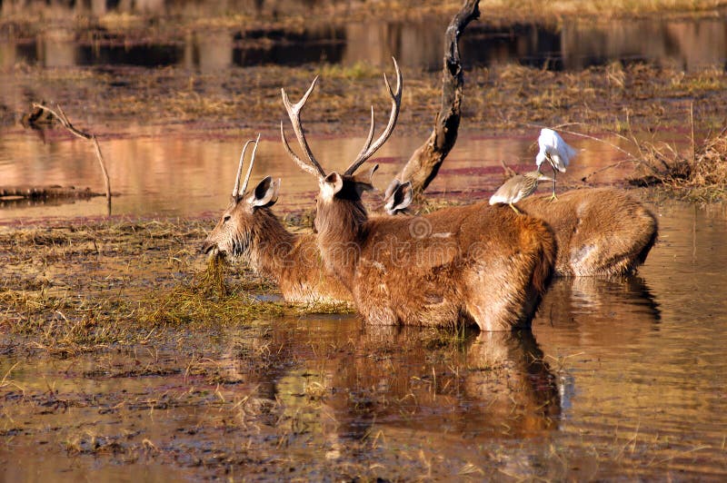 India, Ranthambore: Deers