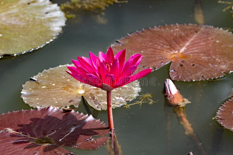 India red water lily, Nymphaea rubra