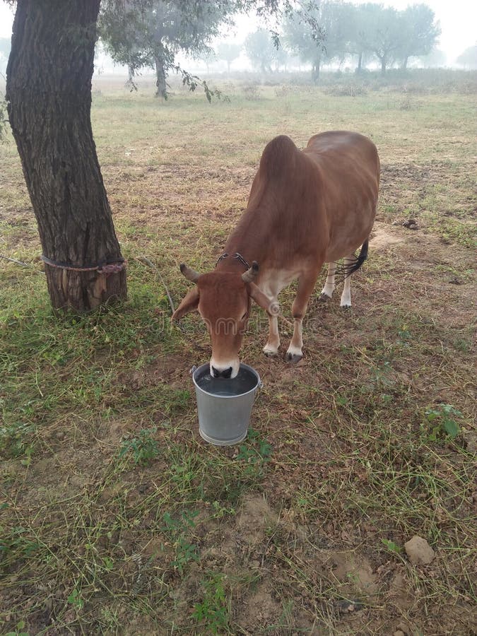 Indiaas platteland in het koeiendrinkwater in emmer royalty-vrije stock afbeelding Indiaas platteland in het koeiendrinkwater in emmer royalty-vrije stock afbeelding
