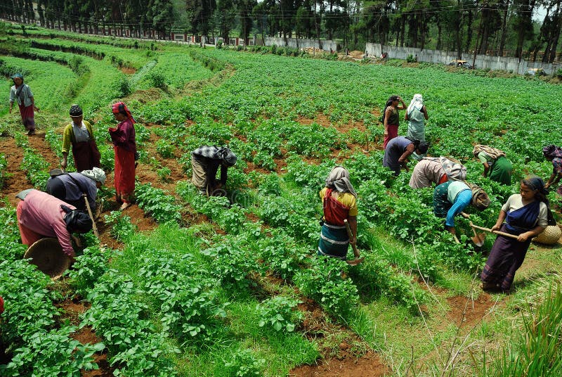 A group of women worker working at the potato field. Nearly 10% of the total geographical area of Meghalaya is under cultivation. Agriculture in the state is characterized by limited use of modern techniques and low productivity. As a result, despite the vast majority of the population engaged in agriculture, the contribution of agricultural production to the stateâ€™s GDP is low and most of the population engaged in agriculture remains poor. A group of women worker working at the potato field. Nearly 10% of the total geographical area of Meghalaya is under cultivation. Agriculture in the state is characterized by limited use of modern techniques and low productivity. As a result, despite the vast majority of the population engaged in agriculture, the contribution of agricultural production to the stateâ€™s GDP is low and most of the population engaged in agriculture remains poor.