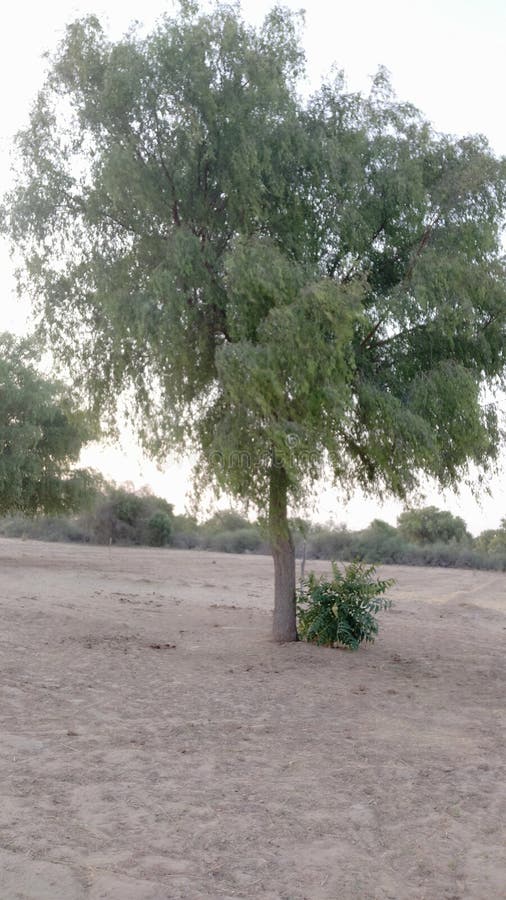 Indian Agriculture Tree and Rural Trees Best Picture Stock Image