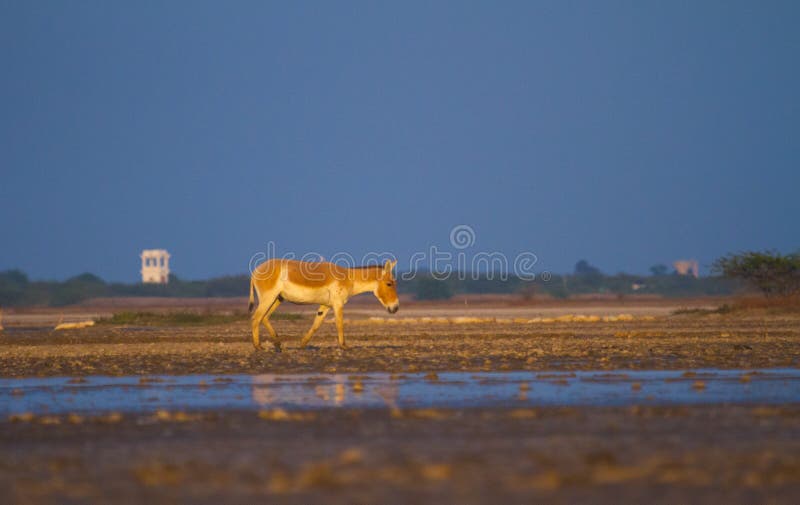 Indian or Asian wild asses in world& x27;s only Wild Ass Sanctuary in Little Rann of Kutch Gujarat