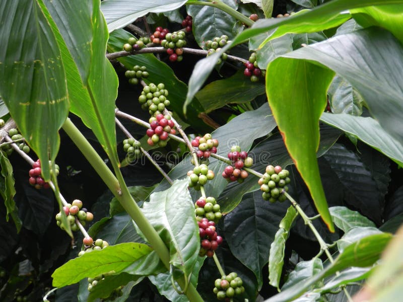 Indian Ayurveda Plant Tree with Frute Stock Photo Image of ayurveda, flower 183934560