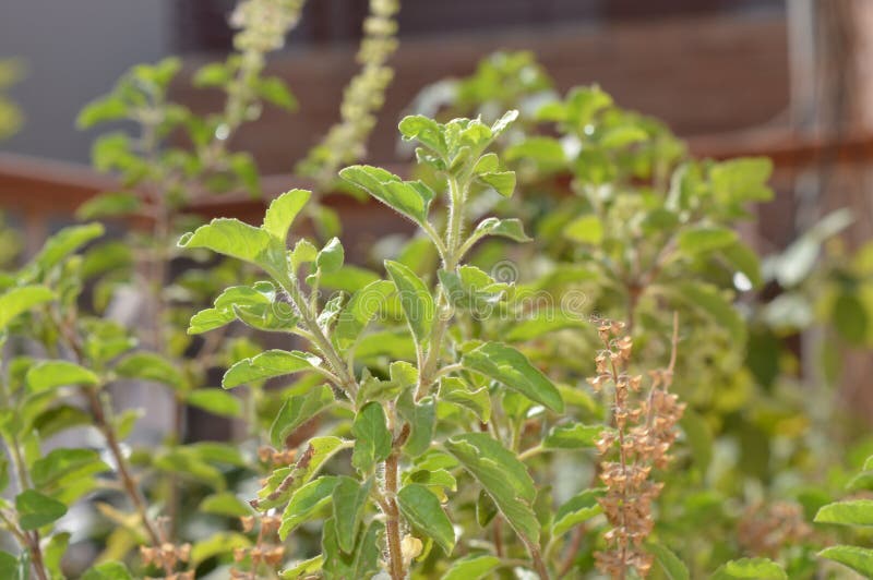 Indian basil Tulsi plant stock photo. Image of grass 237732218