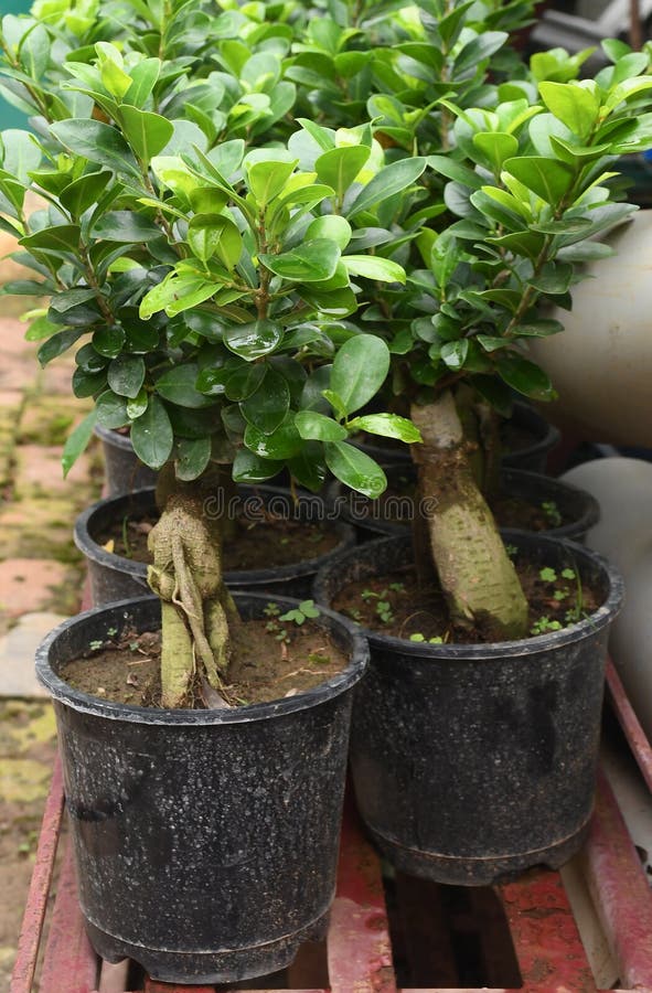 Indian Beautiful Bonsai Plants Stock Photos Free & RoyaltyFree Stock
