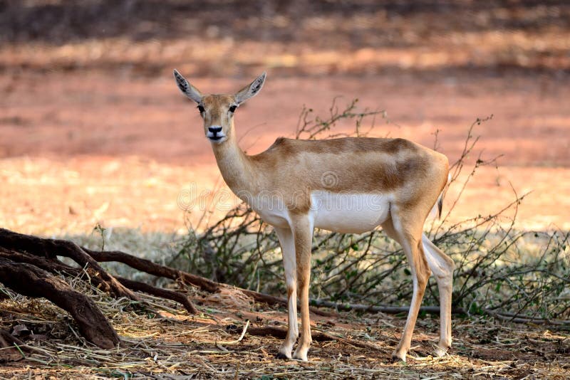 Indian Black Buck Antelope