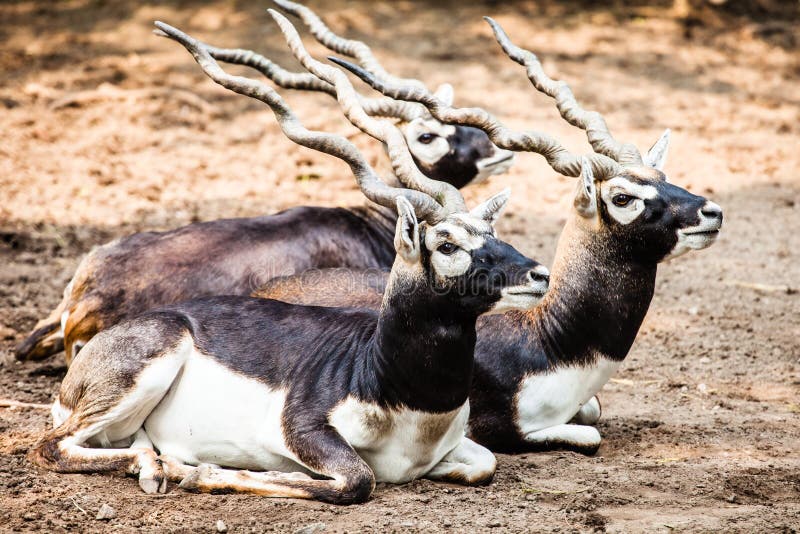 Indian Black Buck Antelope stock image. Image of horizontal - 37235609