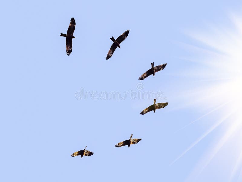 INDIAN BLACK KITE FLYING on the SKY in SEARCH of FOOD in the MIDDAY SUN in  WINTER TIME. Stock Image - Image of fauna, odisa: 179878497