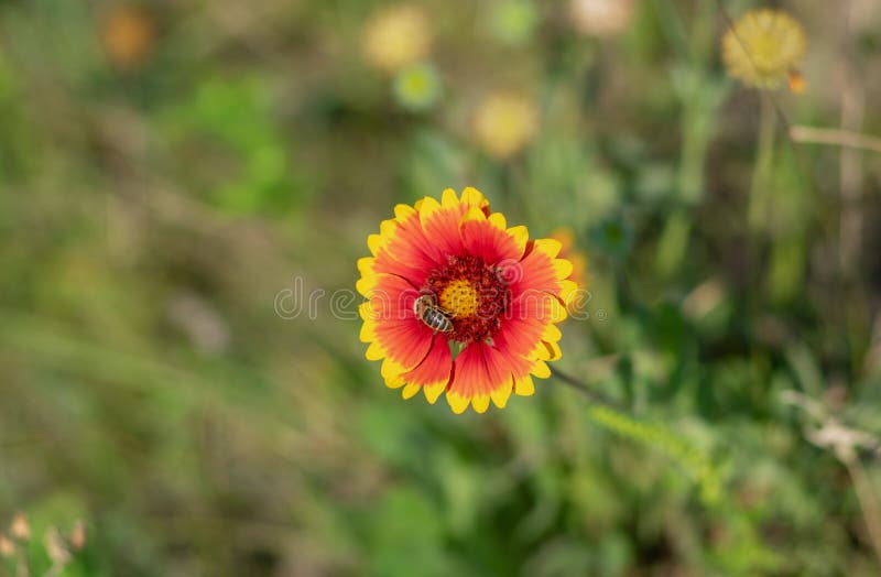 Indian Blanket Flower and Bee Gathering Nectar Stock Photo Image of