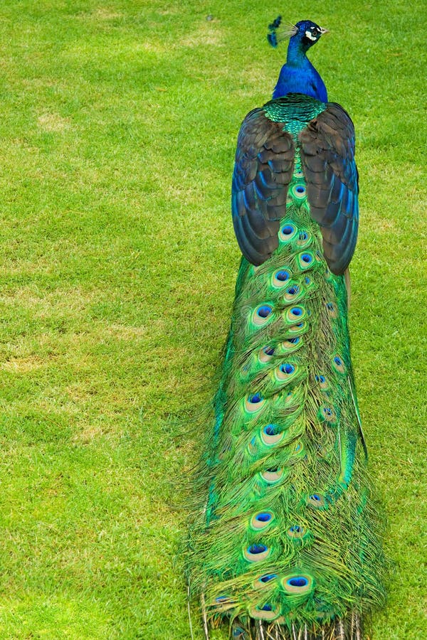 An Indian Blue peacock (pavo cristatus) decorates a lawn with its presence