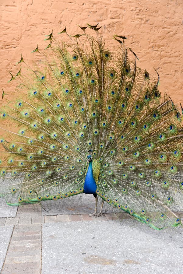 Indian Blue peafowl fanning it`s brightly colored tail feathers at Rottnest Island in Western Australia. Indian Blue peafowl fanning it`s brightly colored tail feathers at Rottnest Island in Western Australia