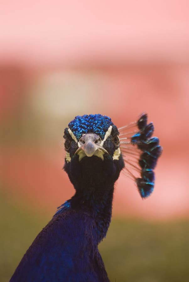 Indian Blue Peacock (Pavo Cristatus)