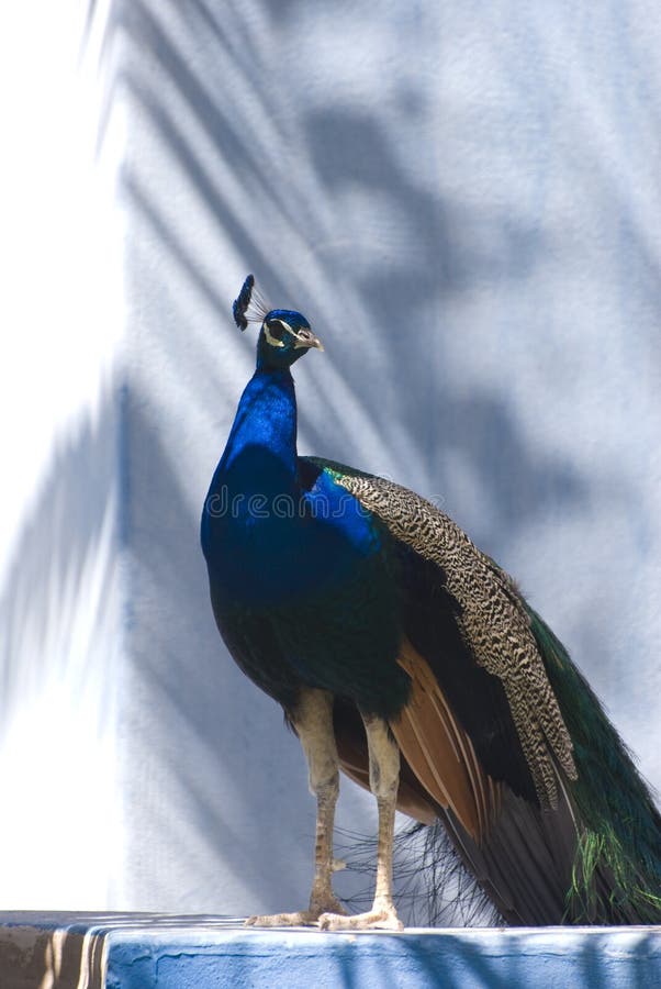 Indian Blue Peacock (Pavo Cristatus)